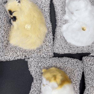 Sleeping Cat Push Toy with Sound For Kids
